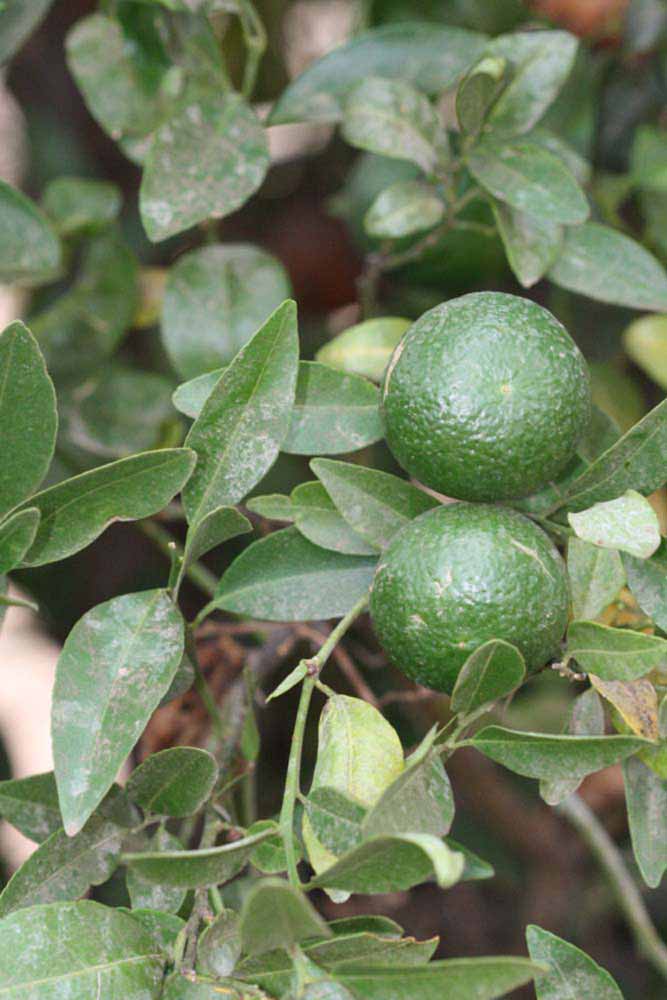              Sun leaves (Riverside, CA)       